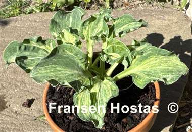 Hosta Hanjas Crazy Mouse